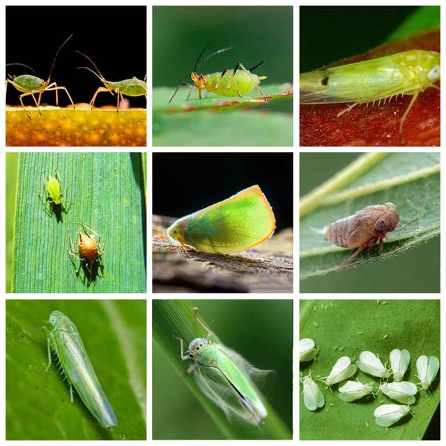 10 Gramm Rovarirtó A Kártevőirtáshoz És Garten Bonsai Védelme Érdekében - Image 4