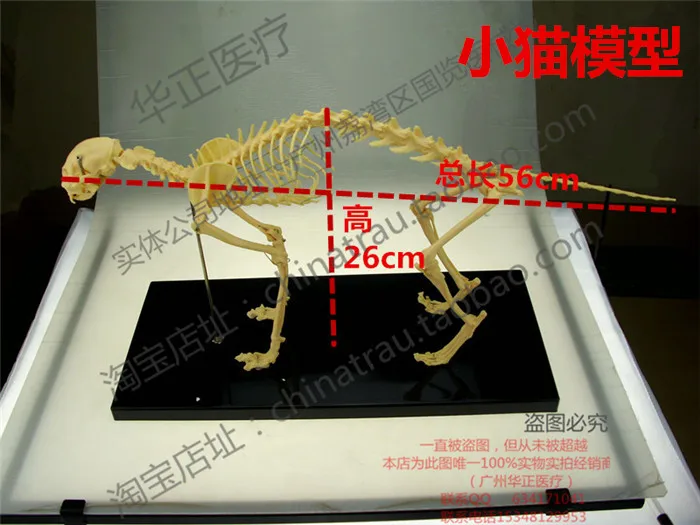 

Pet Vet small Animal orthopedics instrument PVC hard plastic dog bone specimen model animal cat dog teaching skeleton bone model