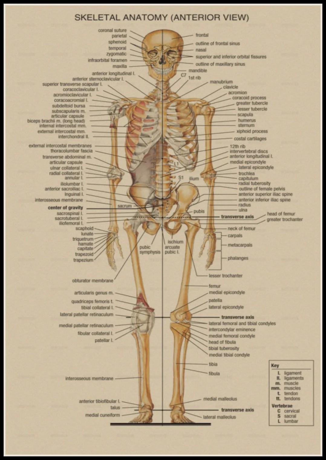 The Skeleton of The Body Structure Nervous System Front and Back Poster Bar Home Decor Retro Kraft Paper Wall Sticker