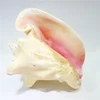 Large Bahama Queen Conch Seashell (Pink) - Bahamas Pink Conch Shell - 18-21CM by Nautical Beach Decor 3