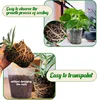 10/50pcs Transparent Nursery Pots with Drainage Hole Seed Starting Pot Flower Plant Container Gardening Planting Nutrition Cups 5