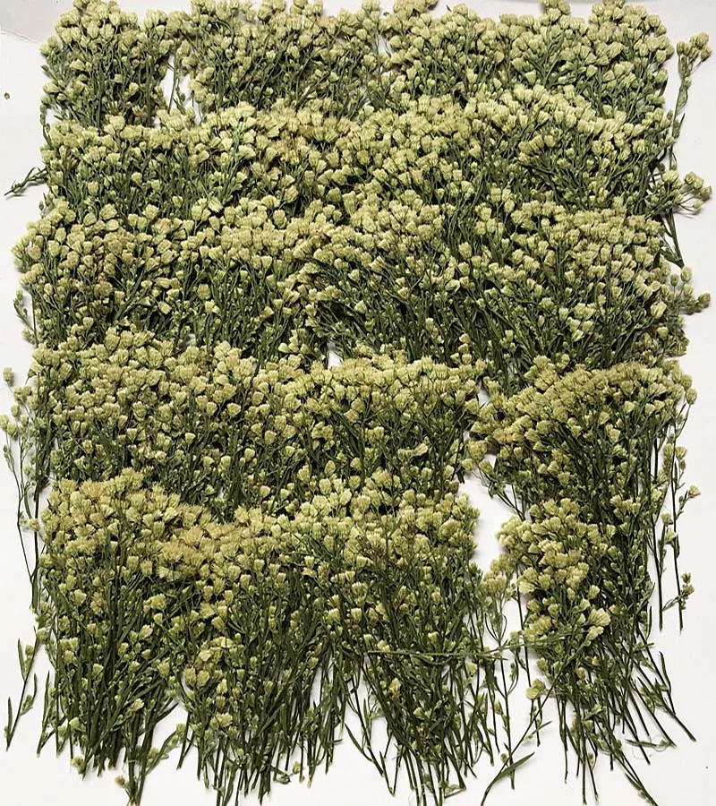 

100 шт., Женская Цветочная трава