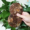 11CM Natural Ammonite Disc Conch Nautilus Specimen Healing Decoration Gift Coaster Art Disc Quartz Crystal Cup Mat Stone 2