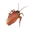 Fine Battery Powered Cockroach Trick Supplies Kids Favorite Party Favor 1