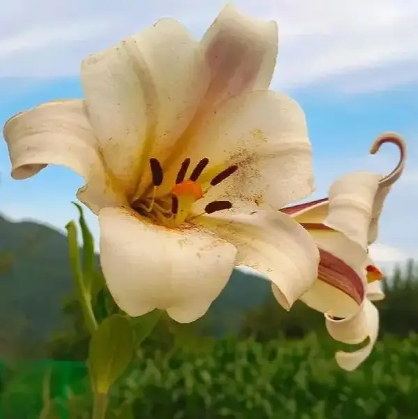 Daffodil Store