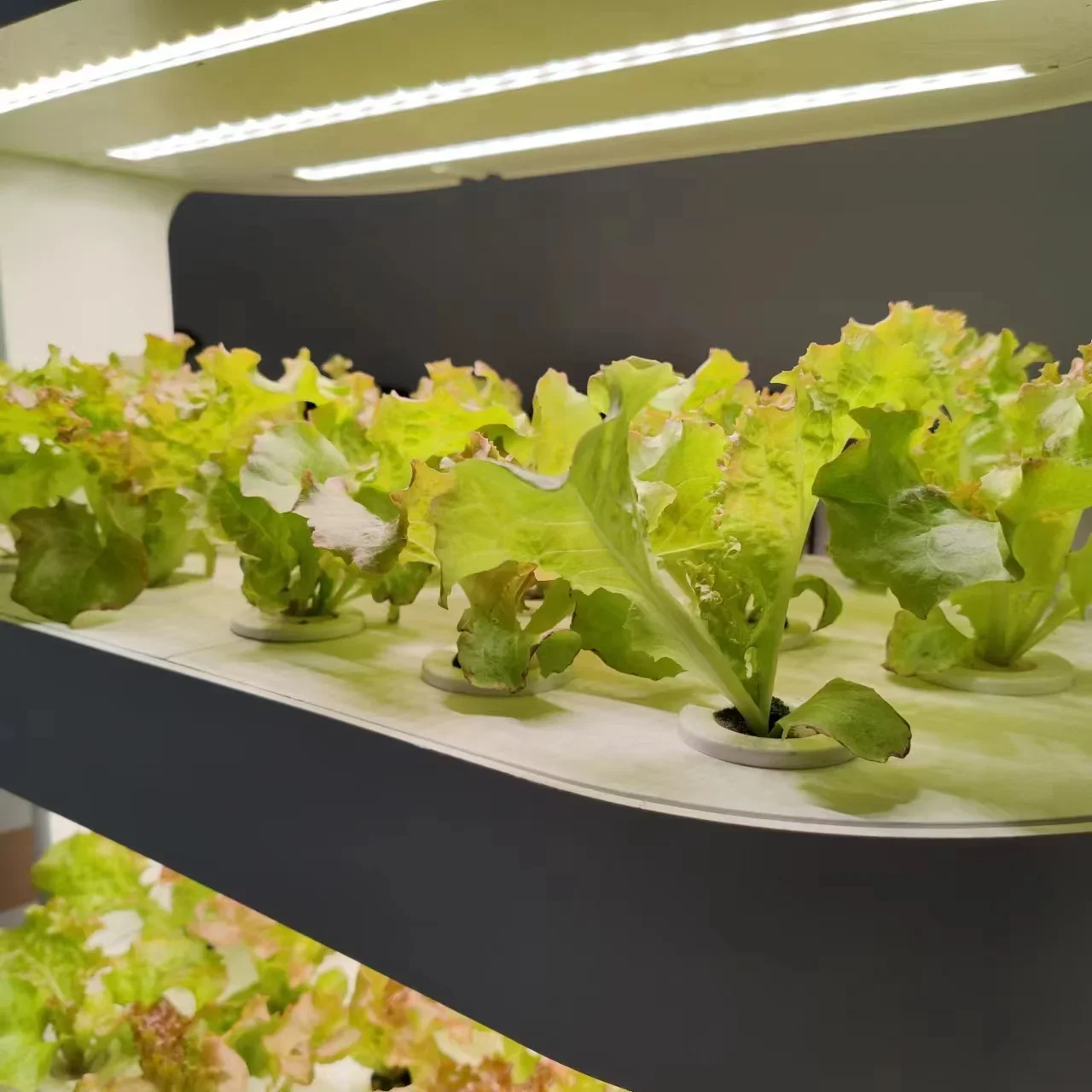 Hydroponic intelligent multi-layer vegetable planter indoor soilless cultivation equipment for vegetable seedlings 2