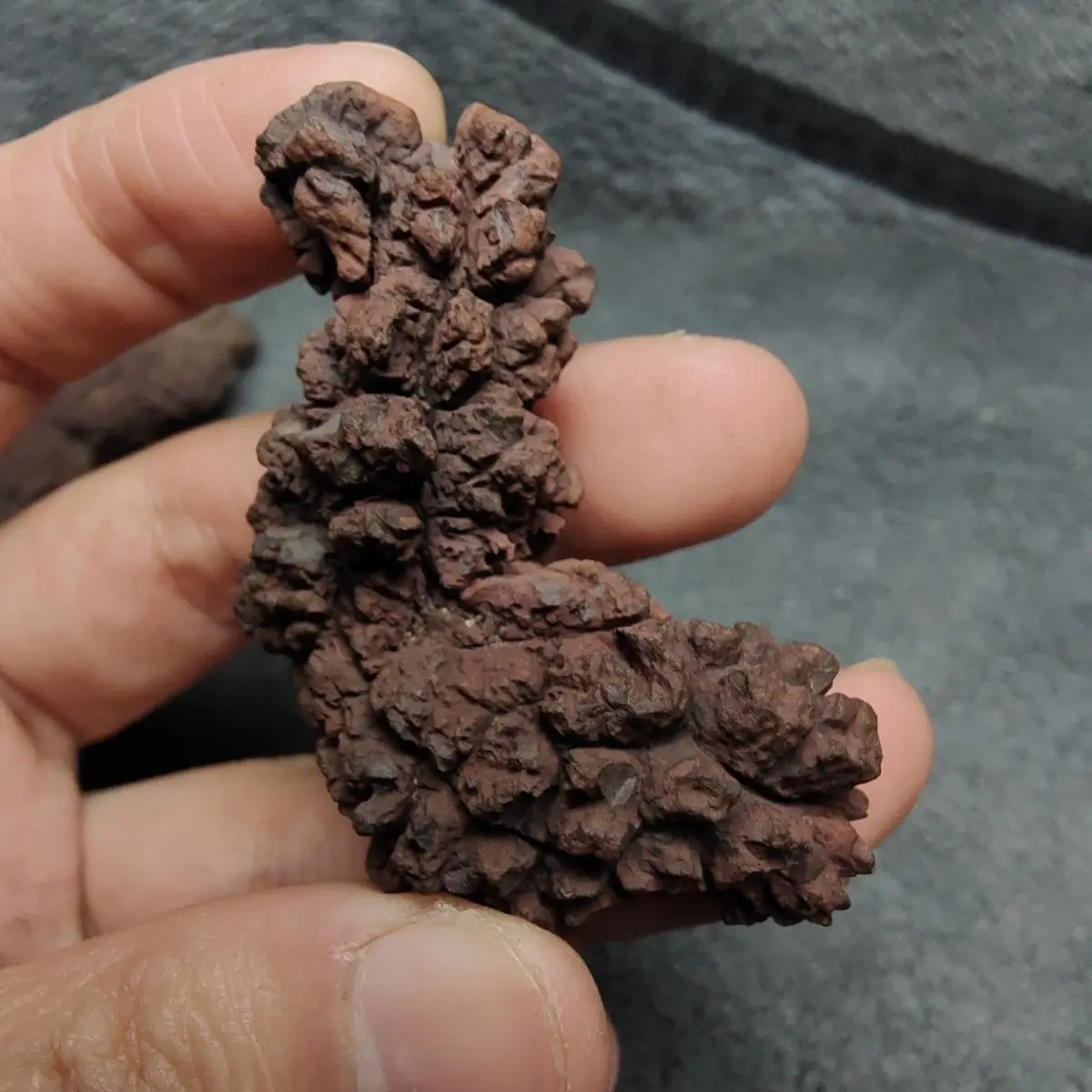 Premium 1000g Fossilized Dinosaur Coprolite Specimen from Madagascar