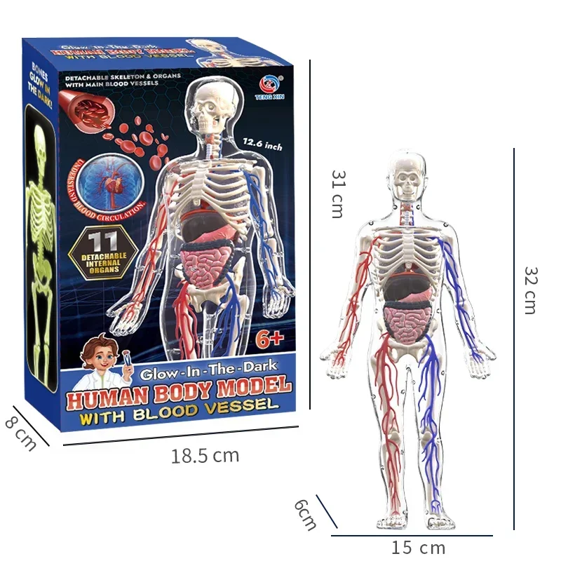 3D Human Body Anatomy Model Children Plastic Diy Skeleton Science Early Learning Aids Educational Toys Detachable Bone Models