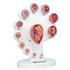 4D Human Embryo Development Anatomical Model Fetal Growth Organ Teaching Alpinia Assembled Toys 1