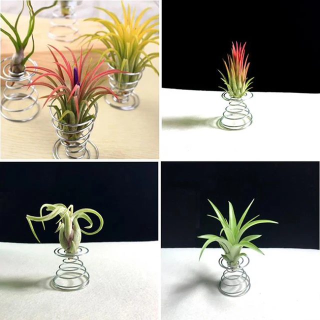 3Db Air Növényi Rugóhuzaltábla Tillandsia Tartó Miniatűr Kertészeti Dekorációk - Image 2