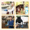Portable Veterinary Ultrasound Scanner for Pregnancy Dog Sheep Pigs Vet Handheld Scanner with 3.5Mhz Mechanical Probe 6