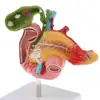 Human Duodenum Model 3D Model for Anatomy and Physiology Students, 1: Size 6