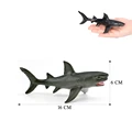 Shark-5