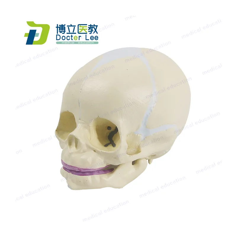 Human Foetal Skull Model Plasitc Baby Skeleton Skull Model for Medical Science Students Learning