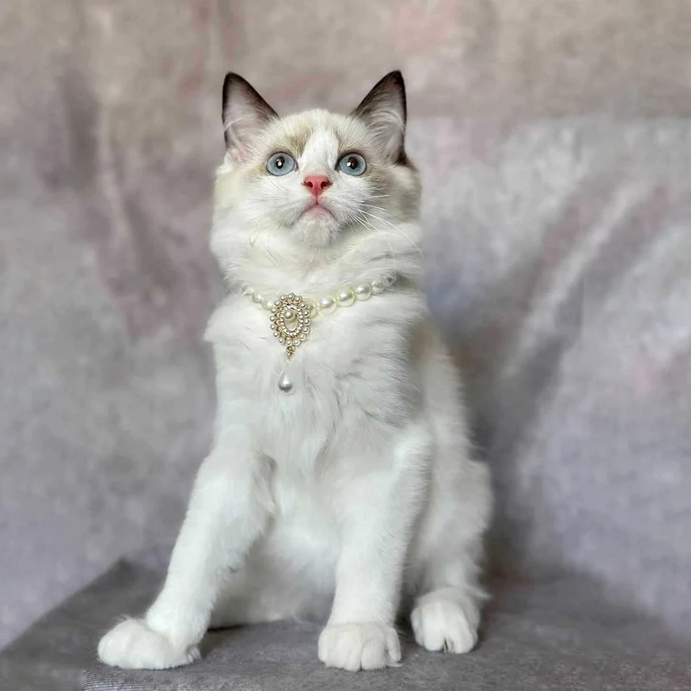        ̾Ƹ Ʈ, Ÿ ֿ  , ȥ  ȸ ǻ ׼