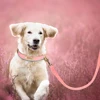 5ft Leather Dog Leash Durable Pet Walking Training Lead Leash Rope for Small Medium Large Dogs Pitbull Pug erman Shepherd 5