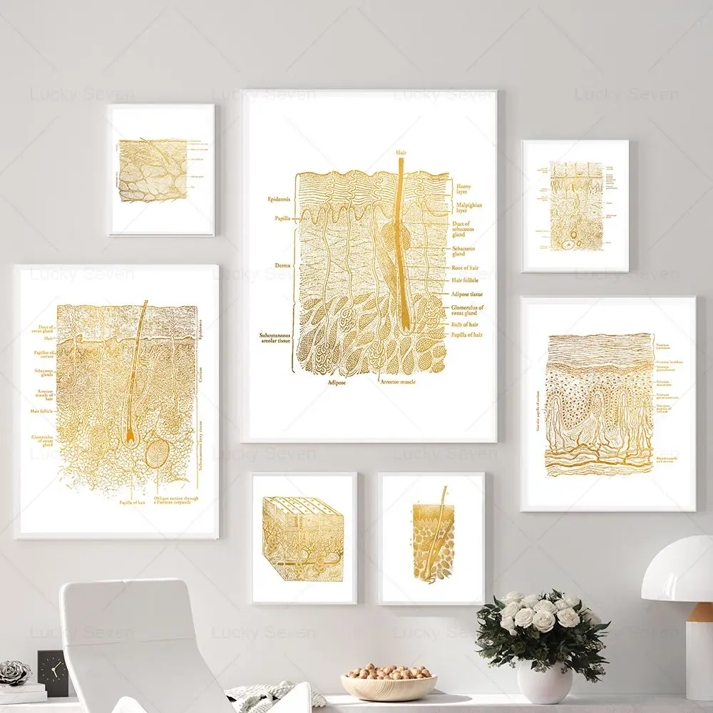 Skin Anatomy Poster Set 1
