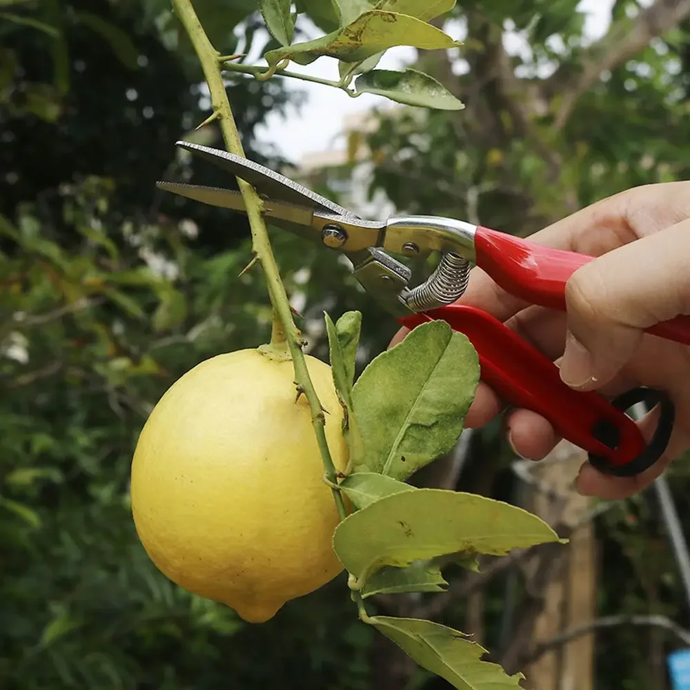 

Anti-slip Pruner Garden Scissors Pruning Shears Micro-Tip Pruning Snips Leaf Trimmer Straight Scissor For Plant Pruning Tool