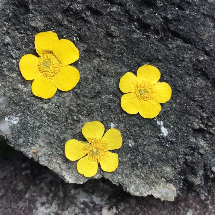 250 шт. прессованные сушеные Ranunculus Japonicus Thunb цветы растения гербарий для ювелирных изделий iPhone чехол для телефона рамка аксессуары для изготовления