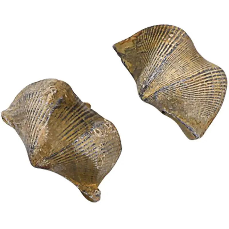 2Pcs Creative Brachiopod Fossil Student Science Teaching Material Desktop Decor