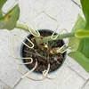 Large Hanging Plant Stand Iron Hooks Flowerpot Hanger Indoor Outdoor Garden Balcony Wall Mounted Flower Holder Plant Hook Rack 4