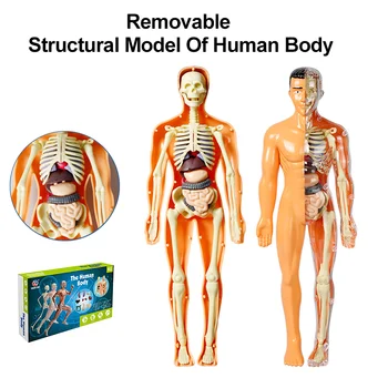 3D Human Body Model People Action Figure Torso Anatomy Interactive Scientific Kit Removable Structural Organs Skeleton