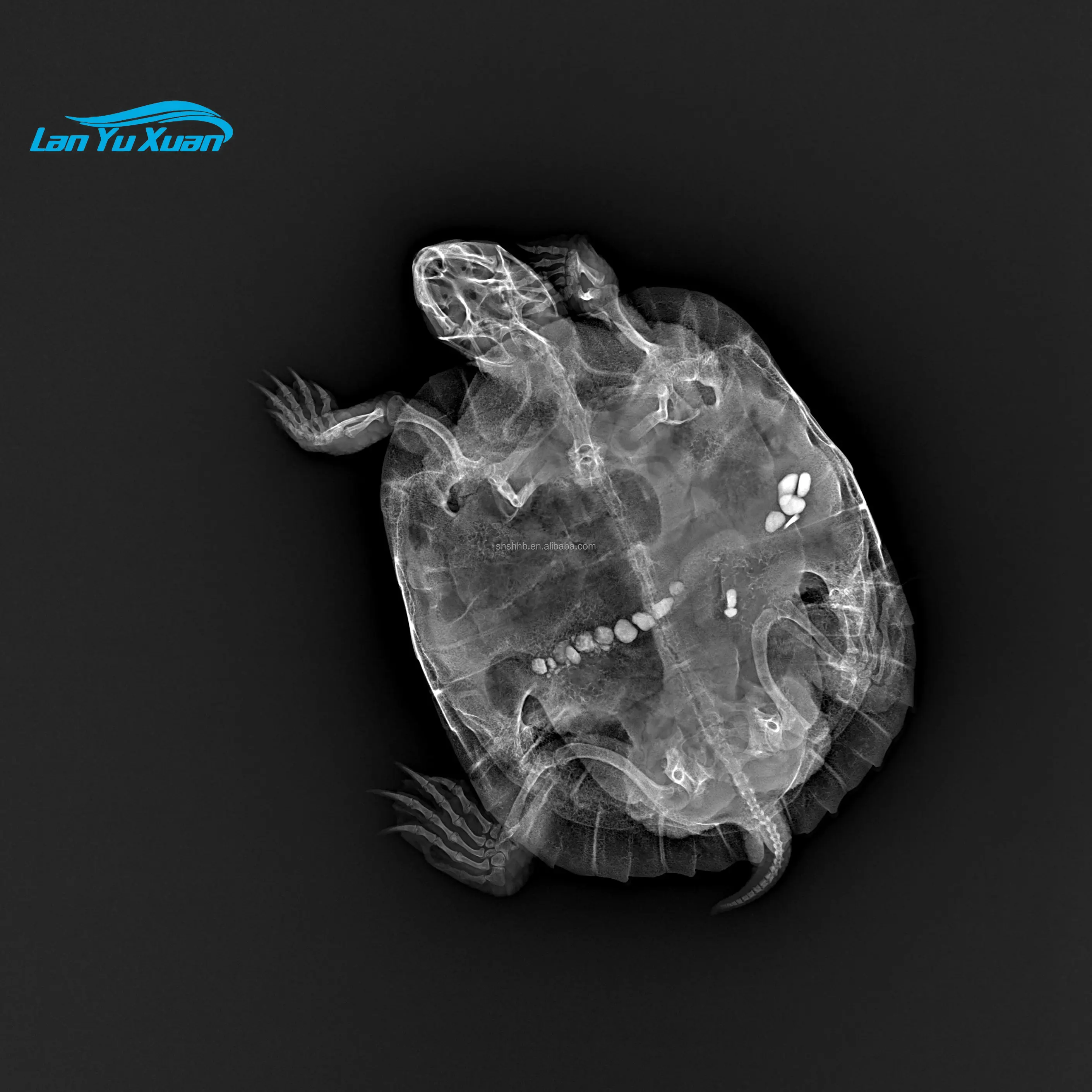 Рисунок 3 - 17*17 цифровой радиологический