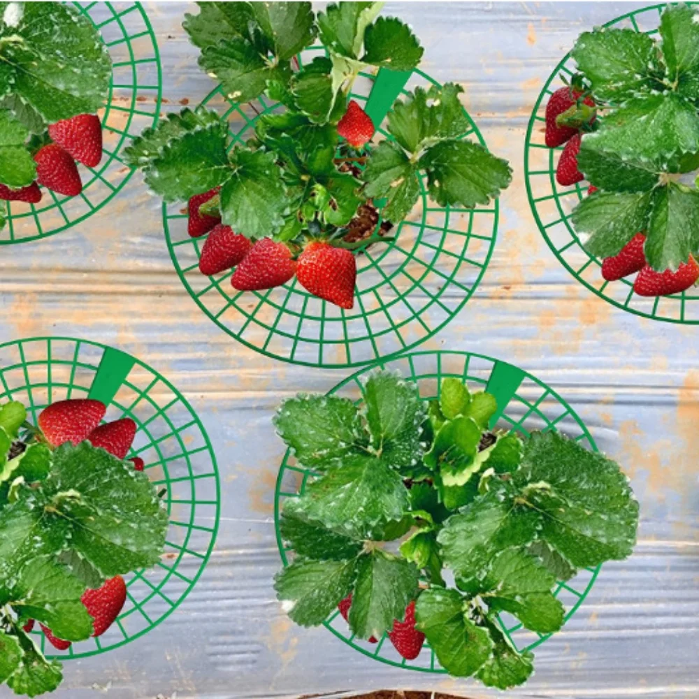 20PCS Strawberry Plant Support Stand Strawberry Growing Racks Protector Growing Frame Racks Holder Cage for Garden