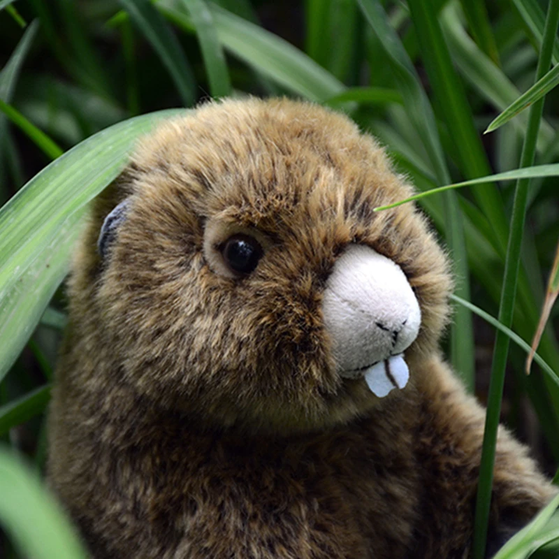 Groundhog High Fidelity Cute Marmot Plushie Bobac Plush Toys Lifelike Animals Simulation Stuffed Doll Kawai Toy Gifts For Kids 2