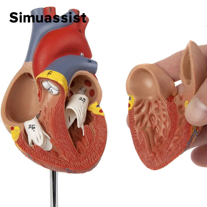 1:1 Life size Human Heart Anatomy Model Medical Science Teaching Resources human heart model