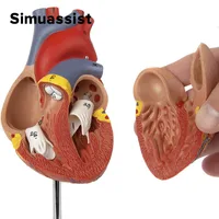 1:1 Life size Human Heart Anatomy Model Medical Science Teaching Resources