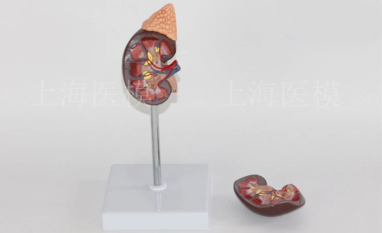 Kidney model with adrenal gland naturally large kidney urinary system structure model 4