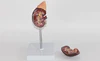 Kidney model with adrenal gland naturally large kidney urinary system structure model 4