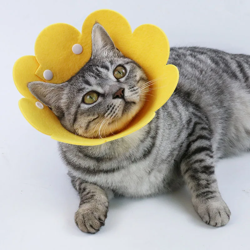 Collier De Protection En Forme De Tournesol Pour Chat Ajustable Pour Chaton Chiot Anti Morsure Protege Le Cercle Du Cou Aliexpress