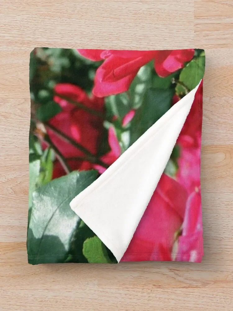 ��� �ν� ������ ��� �����̳�,  ķ�� ���, ����� ���� ���, ���� �Ƹ��ٿ�