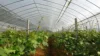 Screen window indoor mosquito net, outdoor plant protection cover, ventilation and pest control net for breeding farms 3