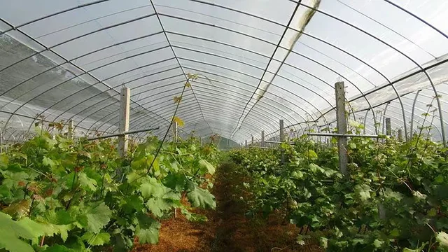 Screen window indoor mosquito net, outdoor plant protection cover, ventilation and pest control net for breeding farms 3