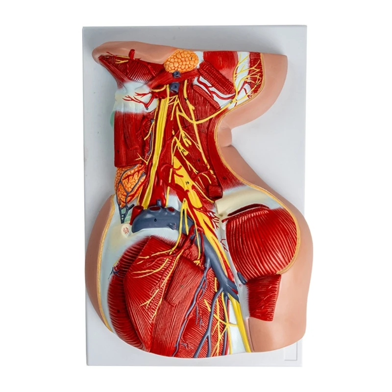 

Human Cervical Blood Vessels Nerves Anatomy Model, Life Size Human Anatomical Neck Muscles Blood Vessels Nerves Model