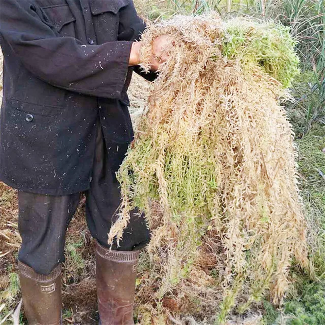 Száraz Mohás Természetes Vízfű Szubsztrátok Az Orchidea Phalaenopsis Segítetlen Tenyésztési Sphagnum 12L Sűrített Csomag Kerti Szerszám - Image 2