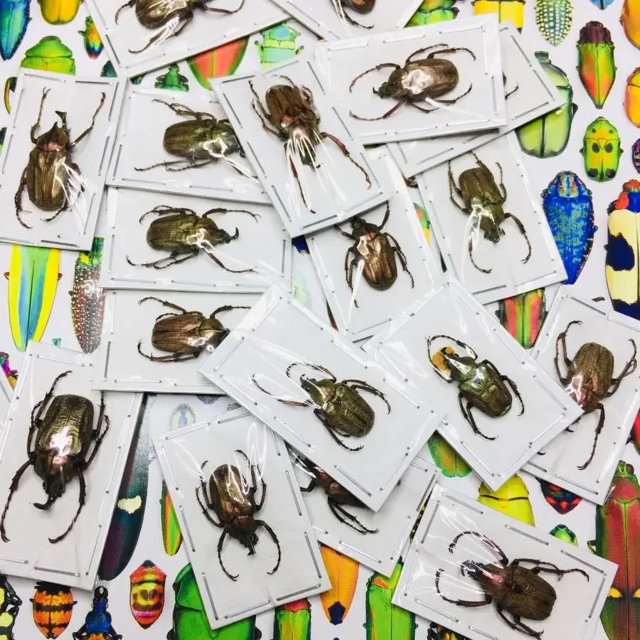 A/Real Insect Specimens Multiple Varieties of Wet Insects with Endless Pose Children's Gifts Student Popular Science Teaching 4