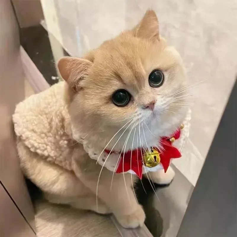 고양이 옷 따뜻한 Lamhair 조끼 부드럽고 아늑한 겨울 따뜻한 양털 운동복 강아지 새끼 고양이 자켓 코트 애완 동물 스핑크스 의상 스웨터 고양이