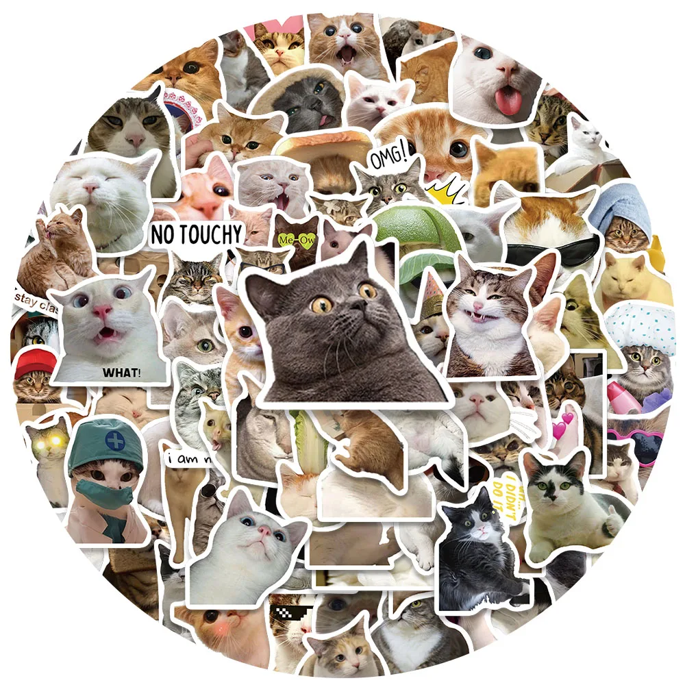 Lo sapevi? Curiosità sui gatti divertenti, image size:1000x1000