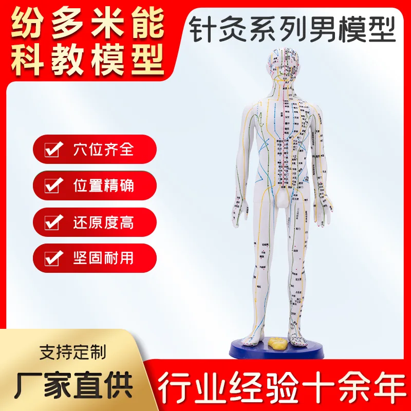 

Cross-Border Best-Selling Human Acupuncture Model Meridian Acupoint Acupuncture Series Male White Chinese Medicine Teaching Mode