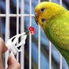 6pcs Bird Cage Accessories Birds Vegetable Clip Food Rack Parrot Clip Bird Thumb Box Bird Fruit Fork Bird Egg Holder Tray 2