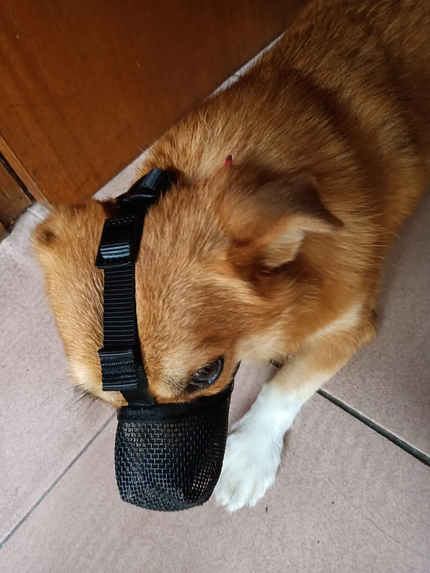 Dog Muzzle Pet dog mouth mask anti disorderly eating mouth mask anti barking and biting breathable mesh special licking