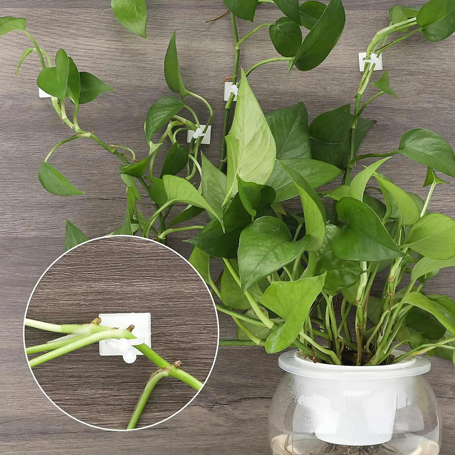 Self-Adhesive Plant Wall Climbing Clips - Versatile Garden Vine Support