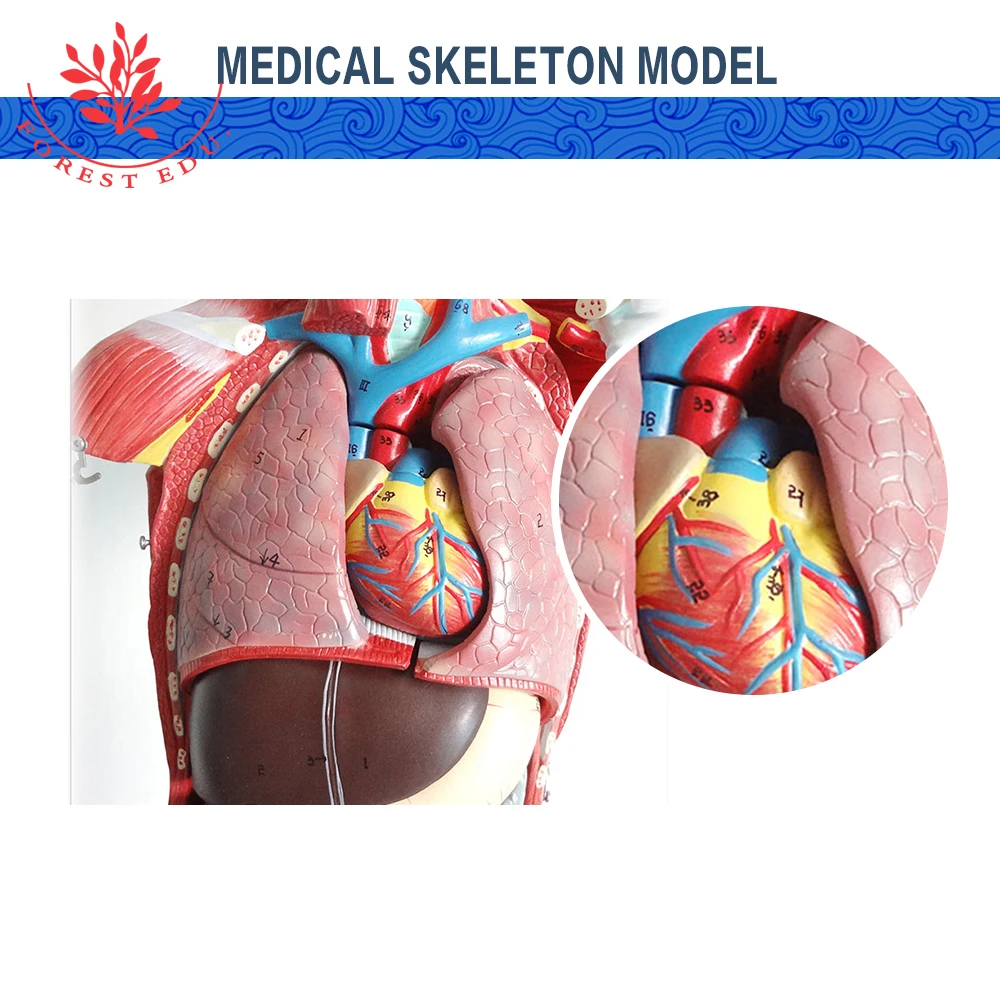 Modelo educativo 85CM Torso humano Cuerpo Modelo Anatomía Anatomía Órganos  internos Modelos Desmontable Sistema de anatomía muscular 29 piezas para la