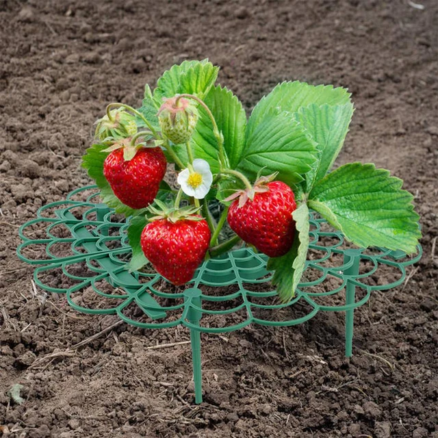 5/10/20Db Strawberry Állvány Virág Alakú Növény Támogatja A Szőlőmászó Zöldségnövekedésű Védelmét Kertészeti Otthoni Kellékek - Image 3