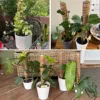 Cross-border Gardening Cocoanut Stick Green Pot Fixed Plant Climbing Cane Flower Support Cocoanut Climbing Cane Moss Rod 1pc 6