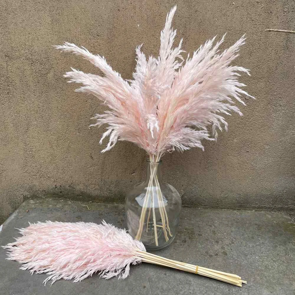 Small Pampas Grass - Light Pink (15 stems) – For Love Of Pampas